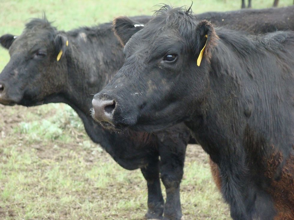 Giving Up Meat WON'T Save The Planet, Buying Local Will