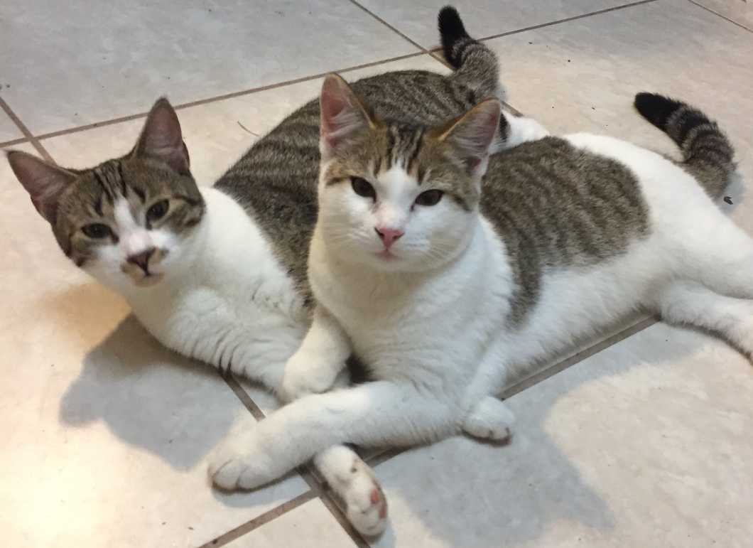 The Top 6 Reasons To Adopt A Cat Right Now