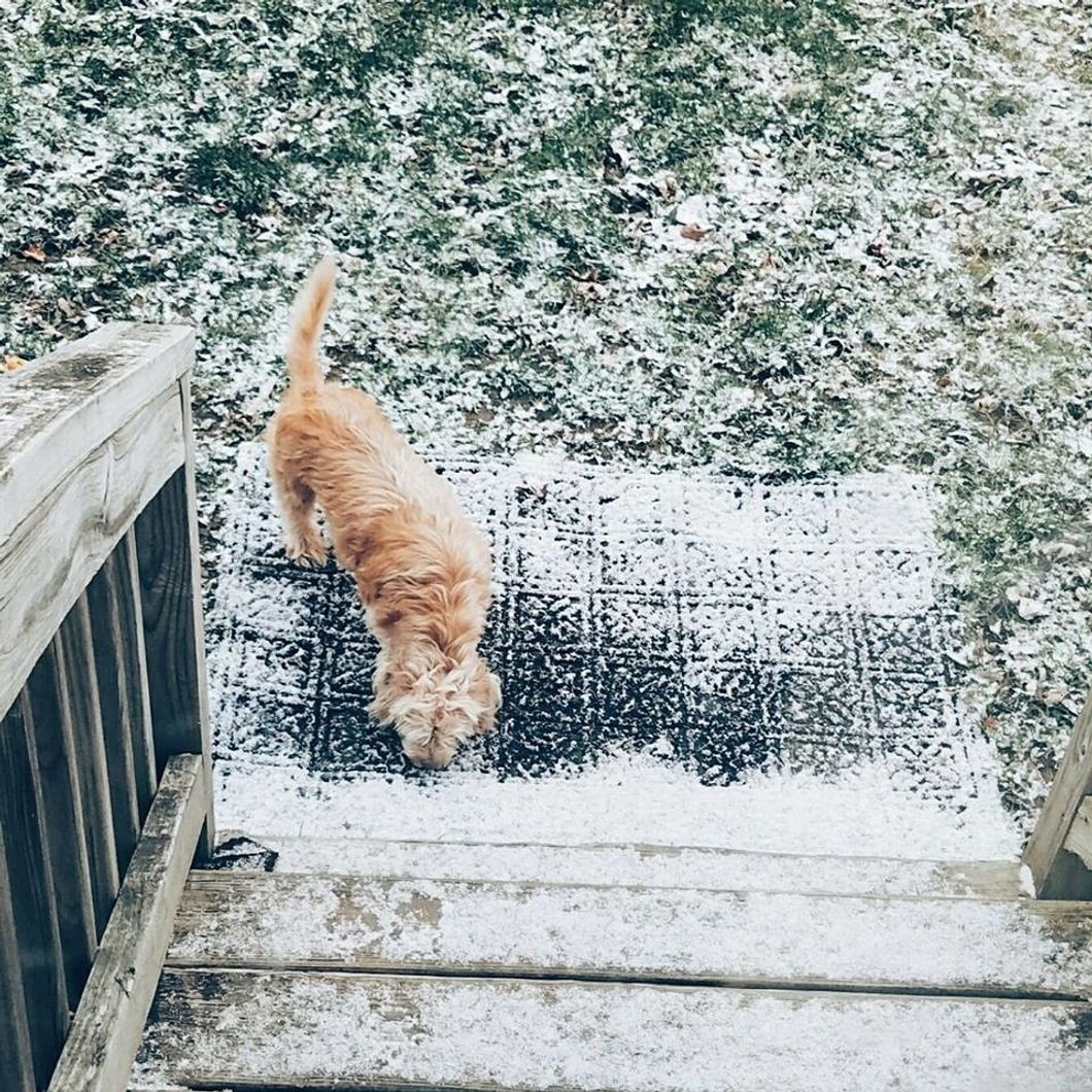 I Saved a Shelter Dog; but Really, She Saved Me