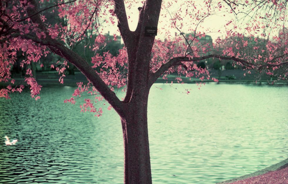 Experimental Photography: Lomochrome Purple