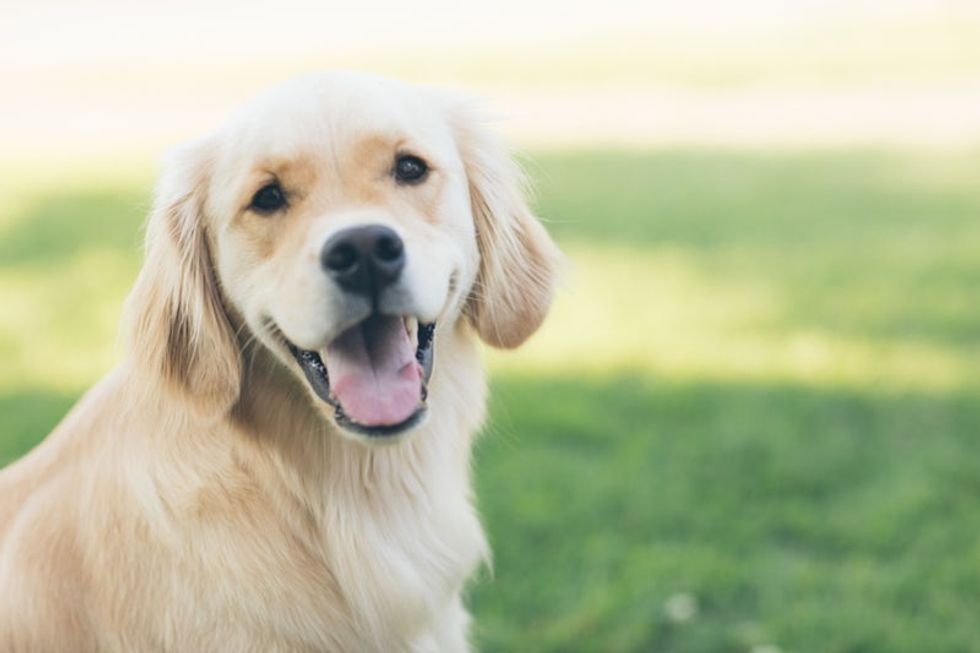 9 Reasons You Should Stop What You're Doing And Go Get Yourself A Golden Retriever
