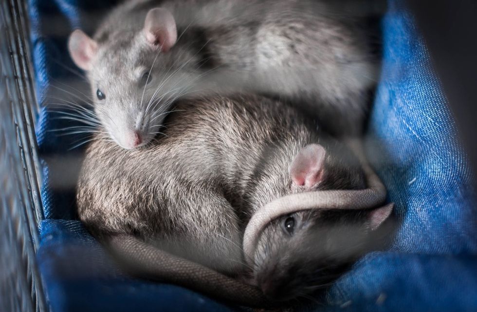 My Pet Rats Make The Best Emotional Support Animal