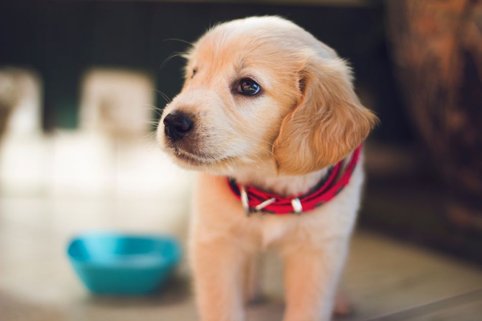 10 Things You Should Know Before Getting A Dog
