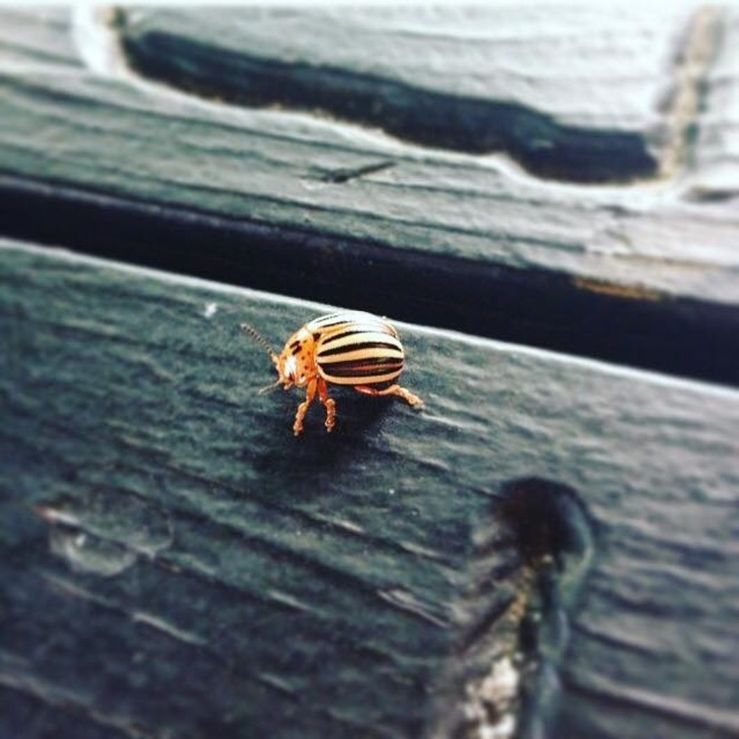 Poetry On Odyssey: Toxicity