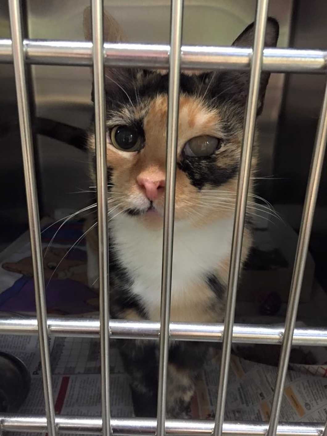 Rescuing My Cat Changed My Life