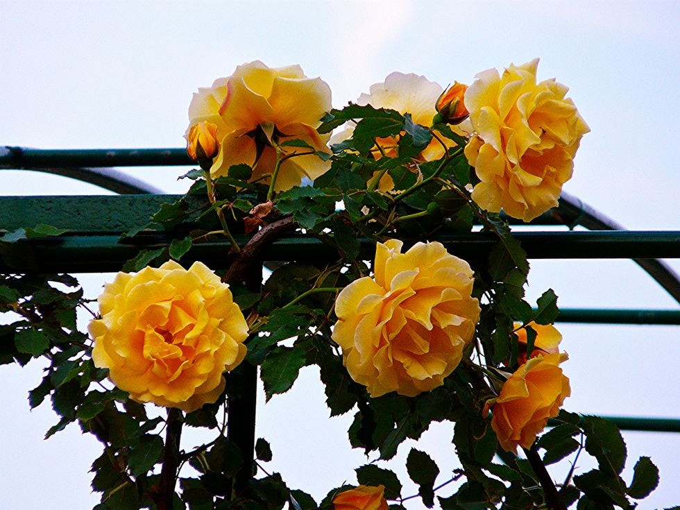 Cómo decir Perdón por la pérdida de alguien