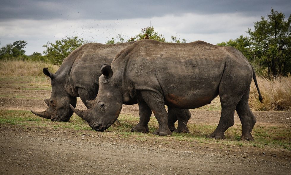 5 Animal Species on the Verge of Extinction