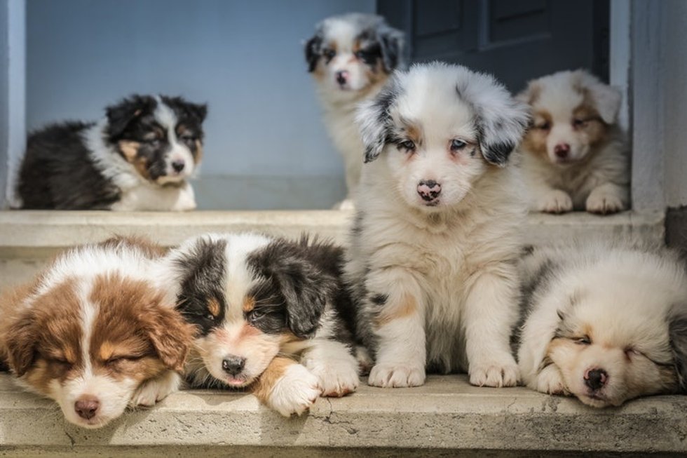 10 Reasons Australian Shepherds Are The Best Dogs