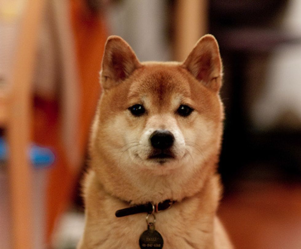 9 Tofu-Chan The Shiba Inu YouTube Videos Will Instantly Put a Smile On Your Face