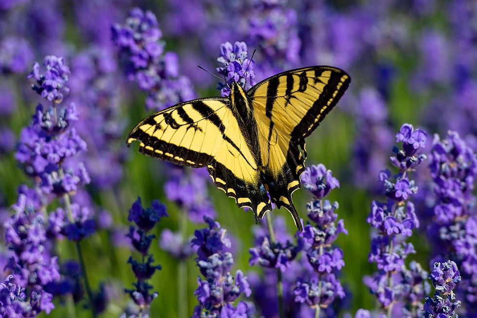 I Have Never Met You, Yet I Feel As Though I Know You.