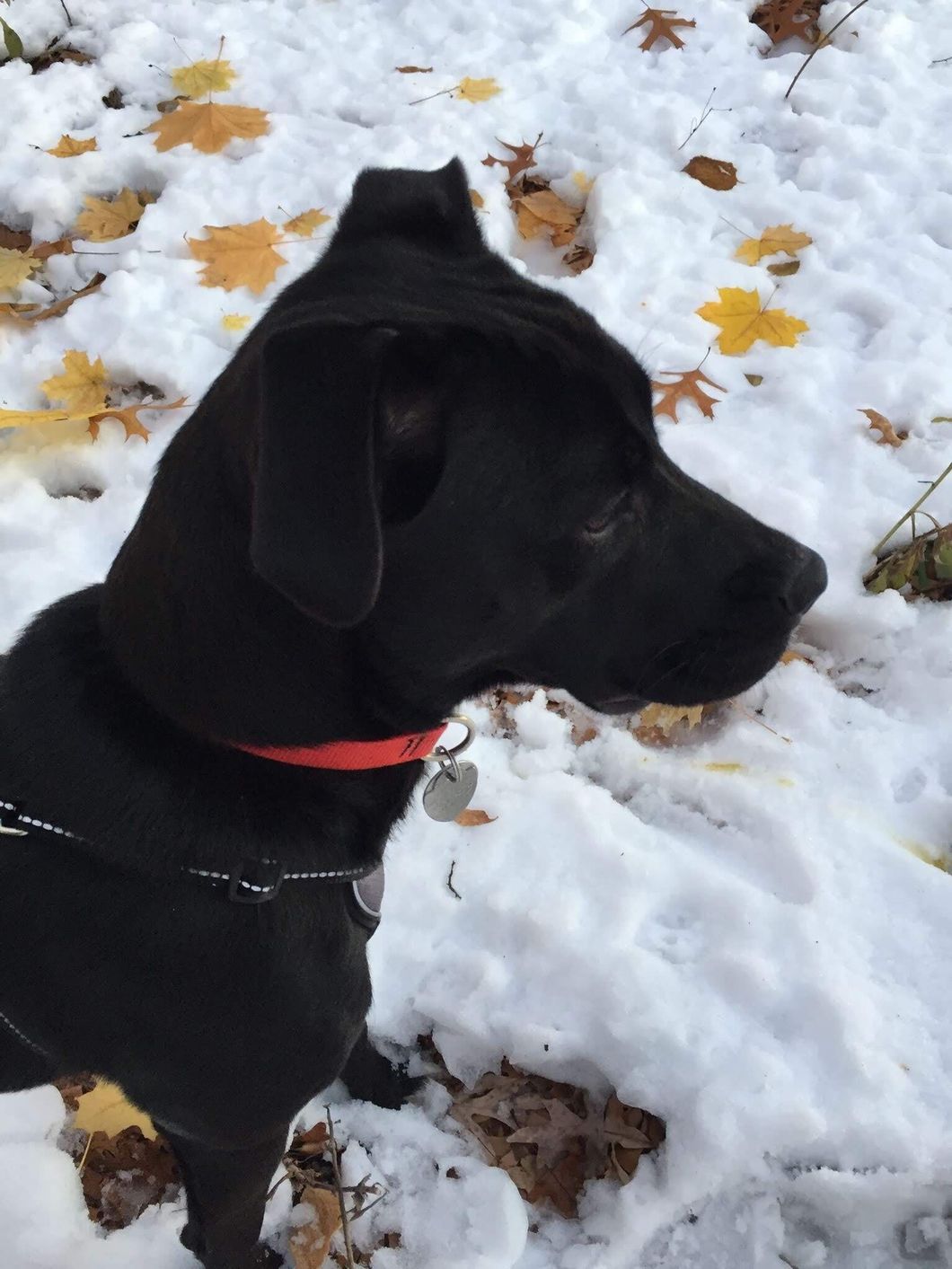 10 Weird Things Dogs Do That Make Dog Owners Scratch Their Heads