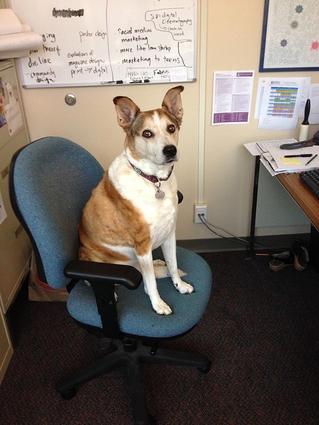 I Am Not A Fan Of Dogs In The Workplace