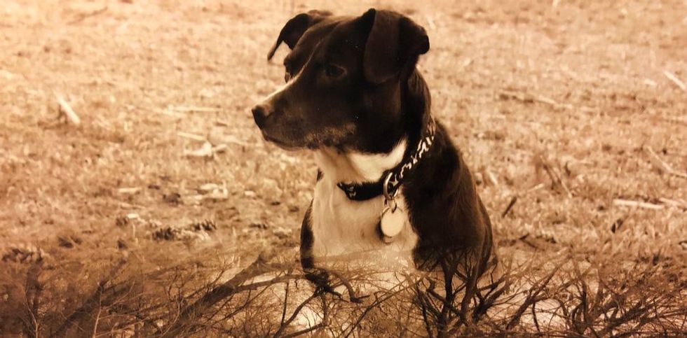 15 Times My Dog Reminded Me She's The Photogenic Dog Of All-Time