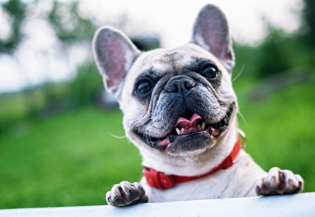 10 Of The Cutest French Bulldogs On Instagram That You Need To Follow Before You Follow Any Celebrity