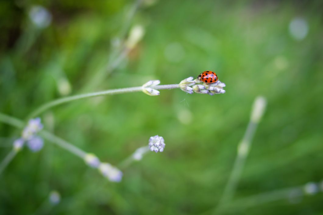 It's The Little Things That Count