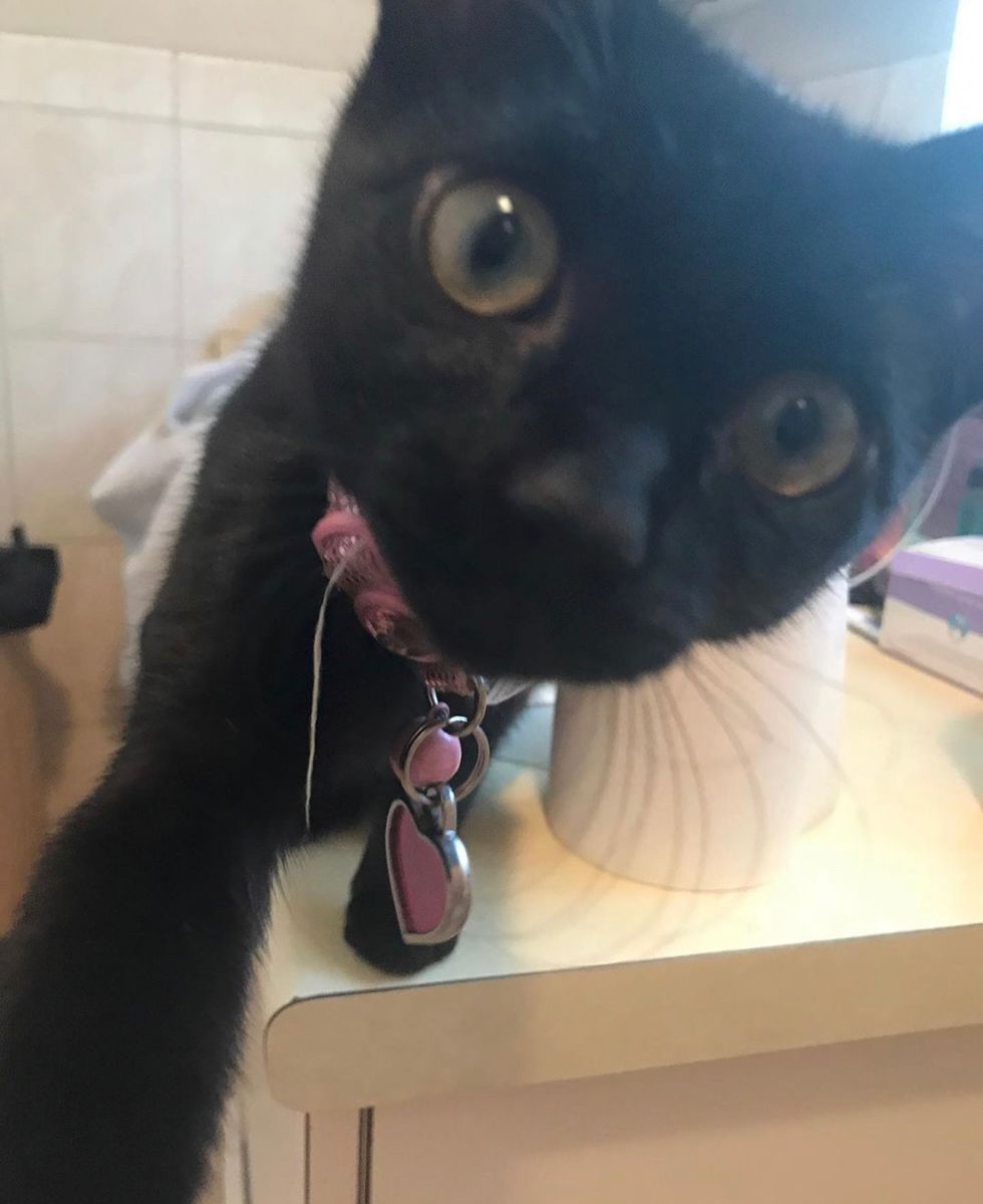 Want A Cat? Read This first.