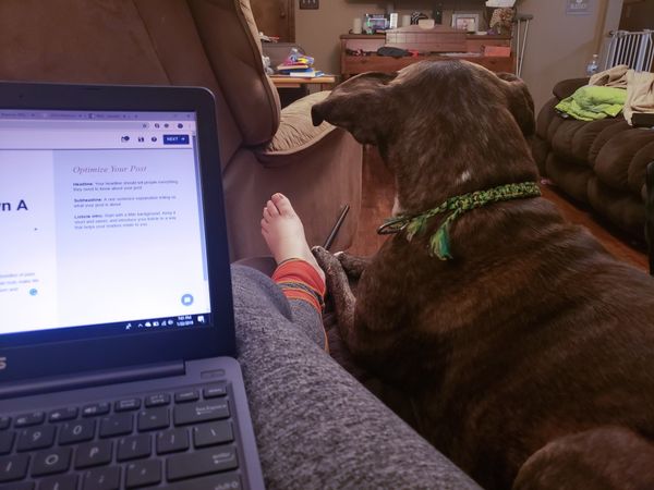 13 Reasons You Should Own A Dog, In Case You Needed Them