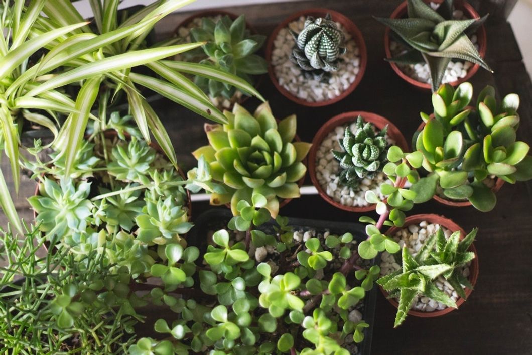 How To Keep Your Succulents Happy In The Winter