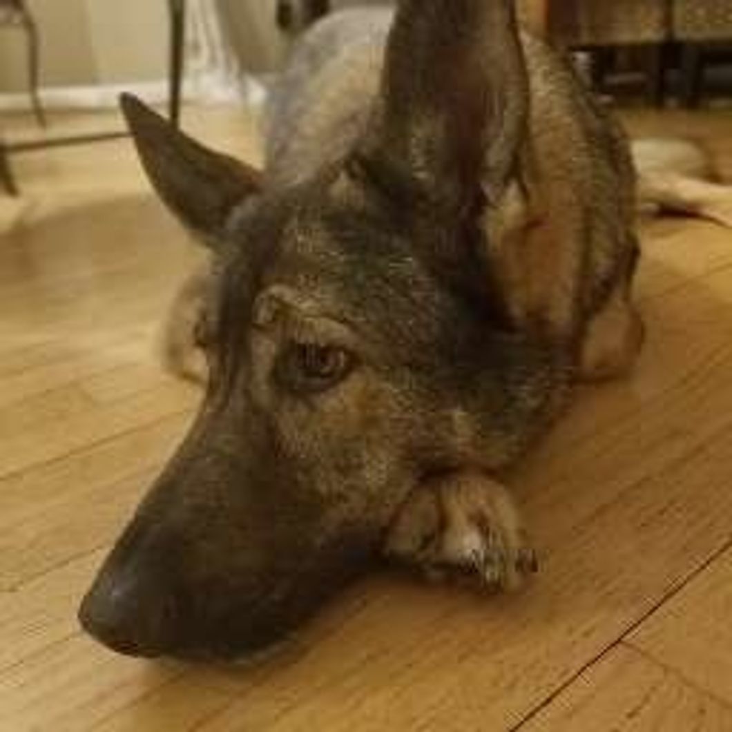 The Night My German Shephard Ate Chinese Food Was One Of The Worst Nights Of My Life