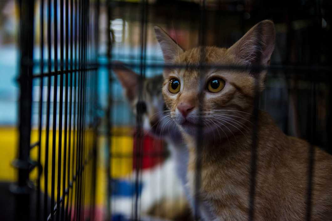 Just Because You Want A Pet Does Not Mean You Should Get A Pet