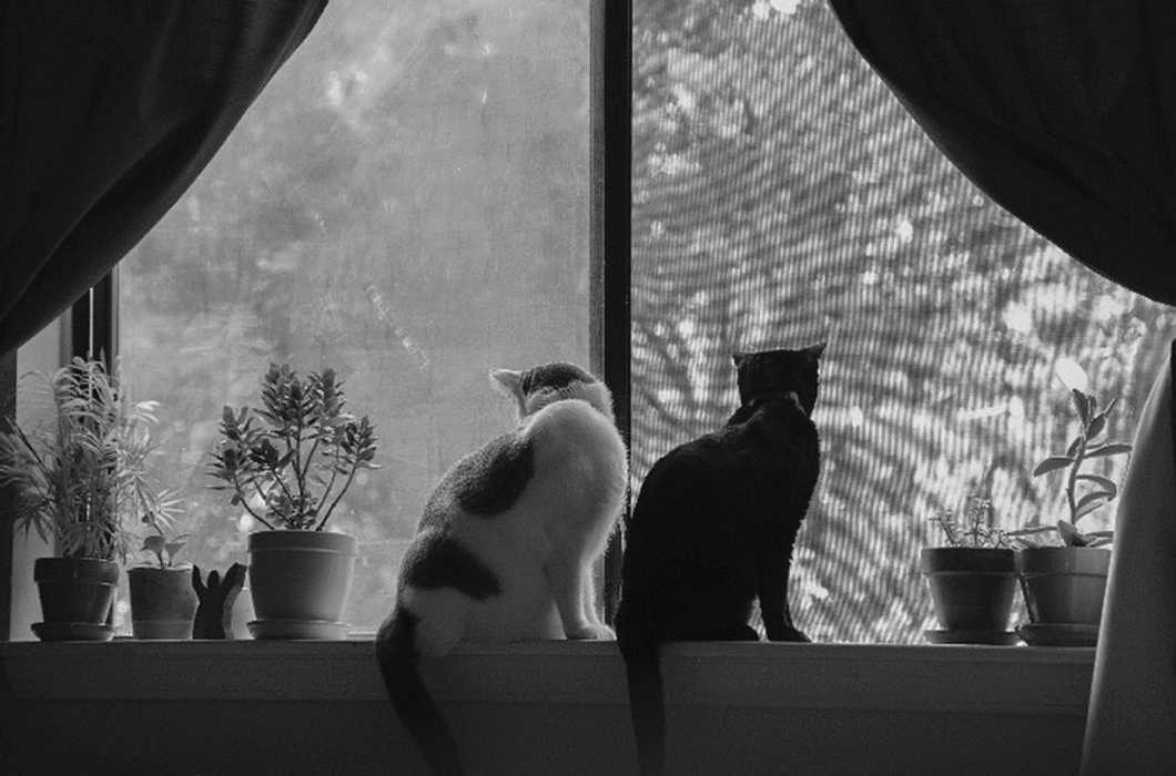 13 Reasons A Cat Is The Purrfect College Pet