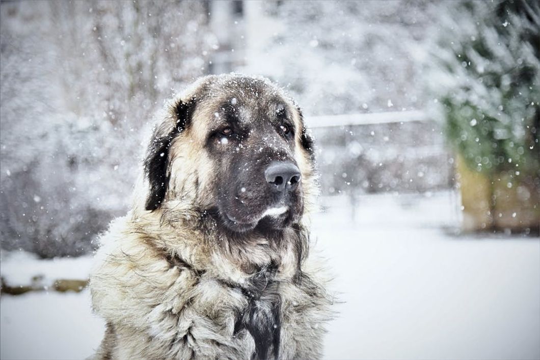 8 Tips For Dog Parents During The Deep Freeze