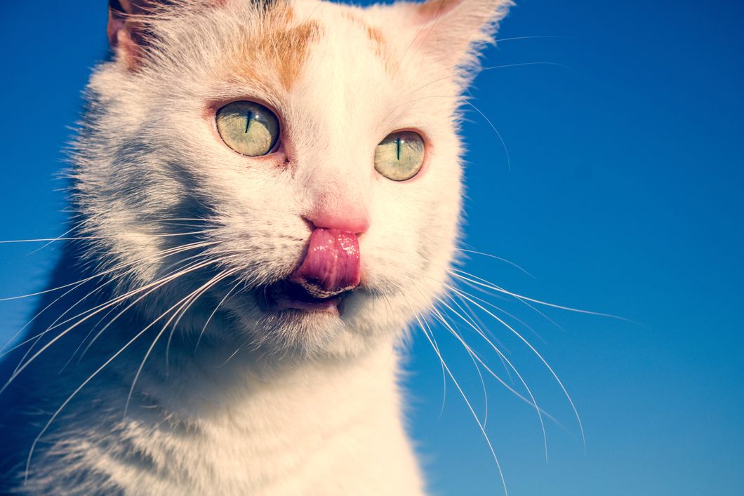 5 Ways To Drink More Water This Semester As Told By Cats