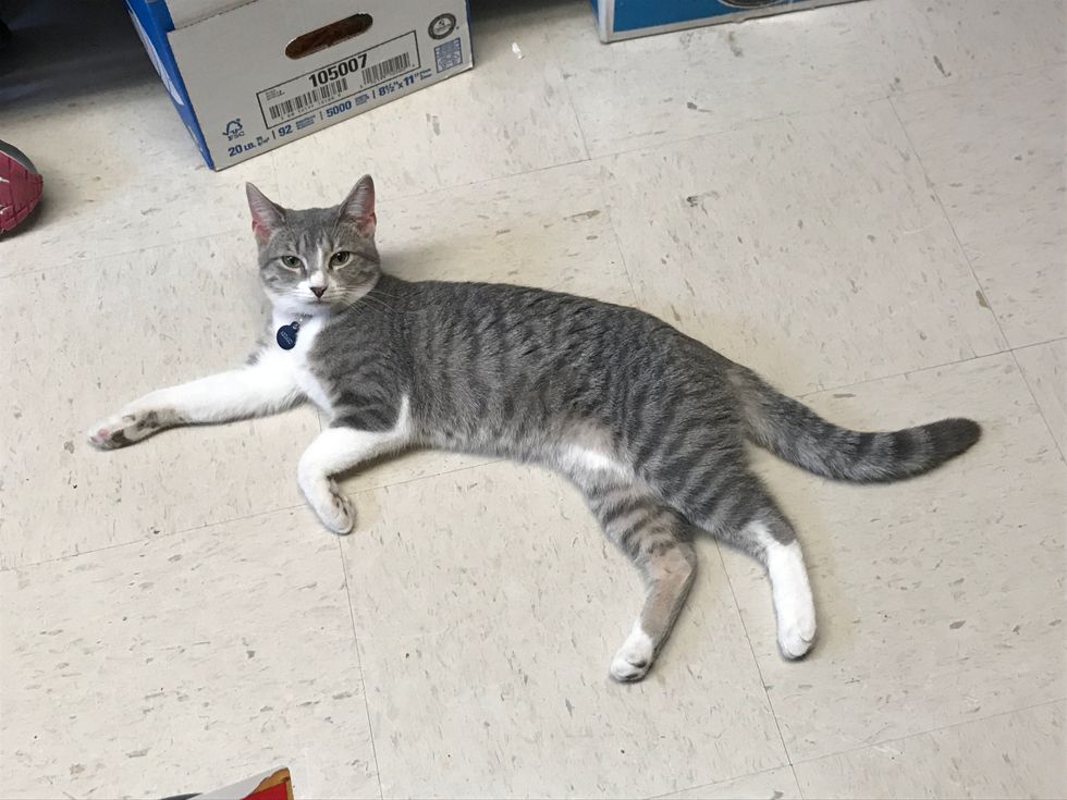 15 Lessons We Can All Learn From Cats