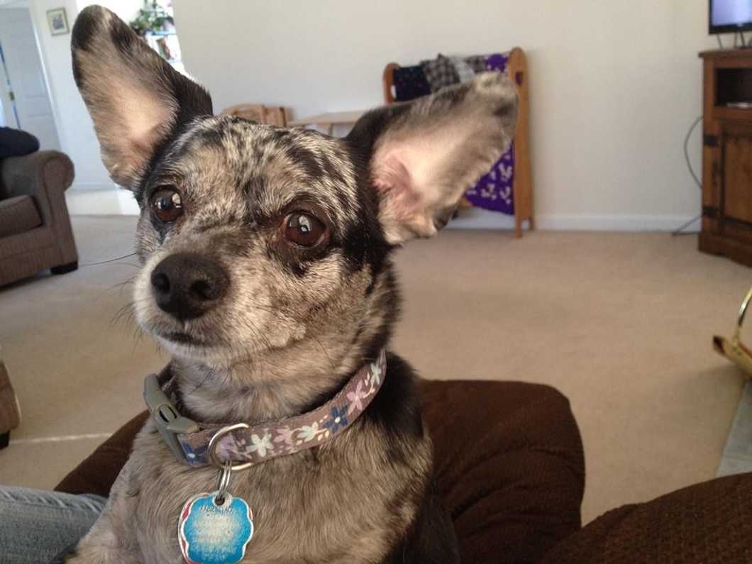 When My First Puppy Grew Old And Passed, I Knew She Was More Than Just A Dog