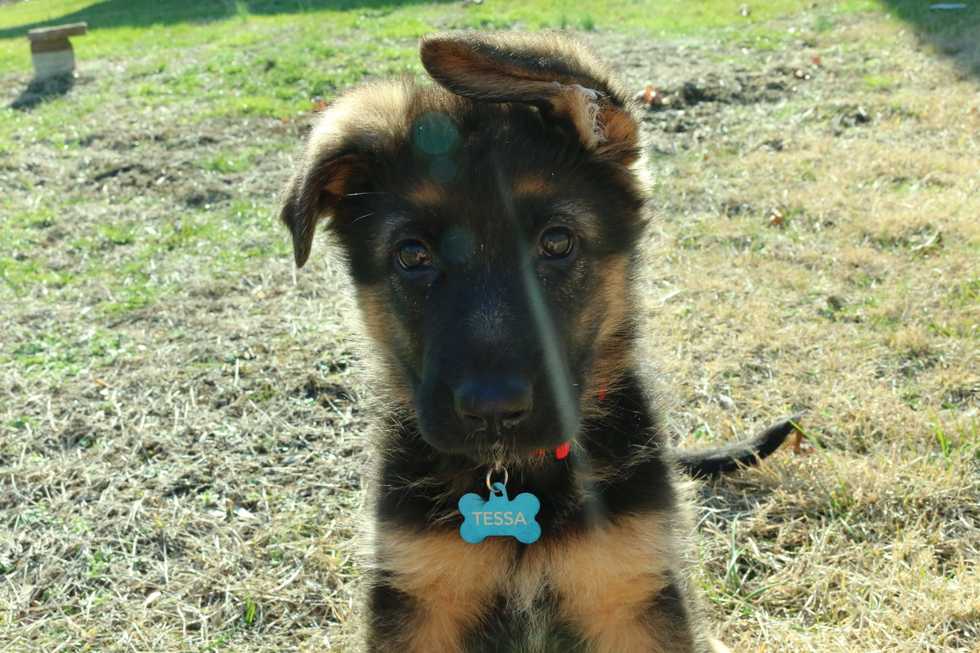 The Top 5 Reasons I Love My Dog