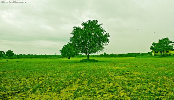 10 Easy Ways To Help Save The Environment Other Than Recycling