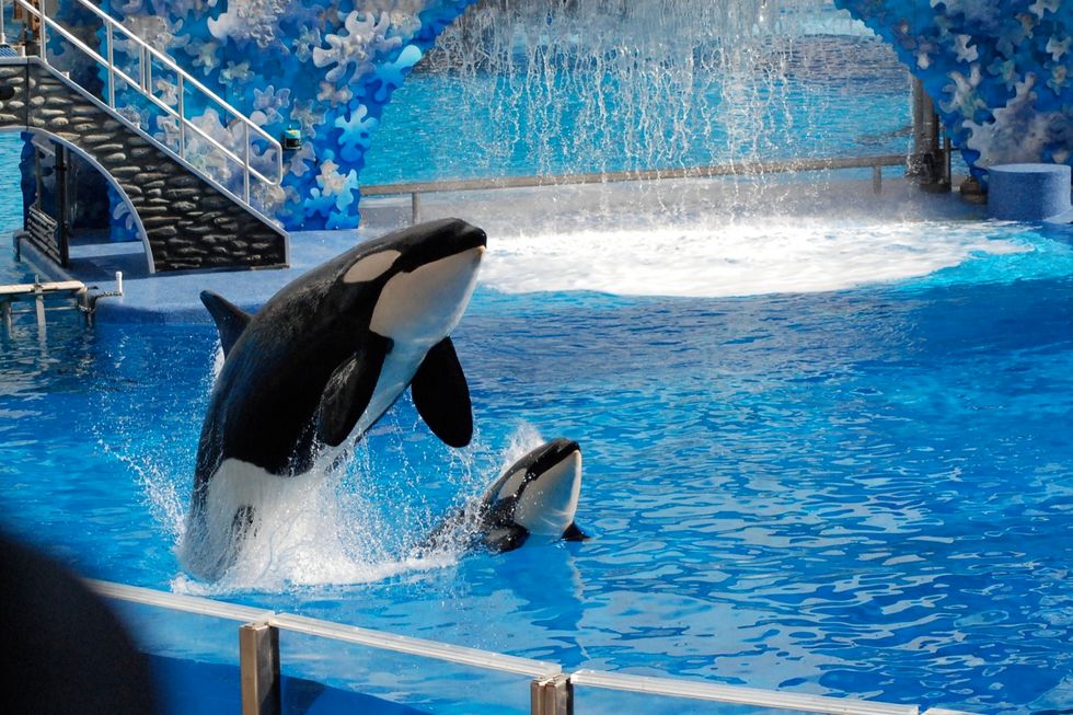 Everything Wrong With SeaWorld