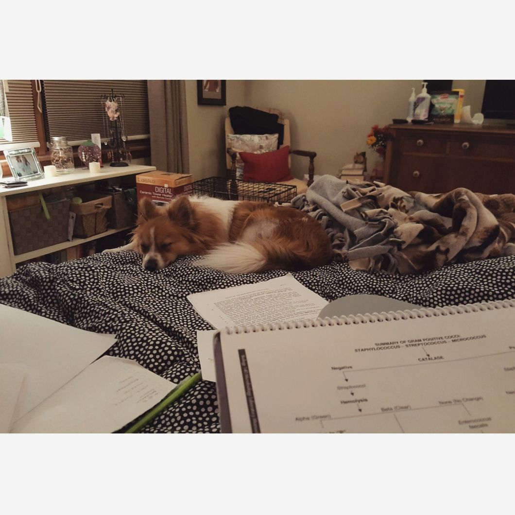 12 Reasons I'd Rather Hang Out With My Dog Than People