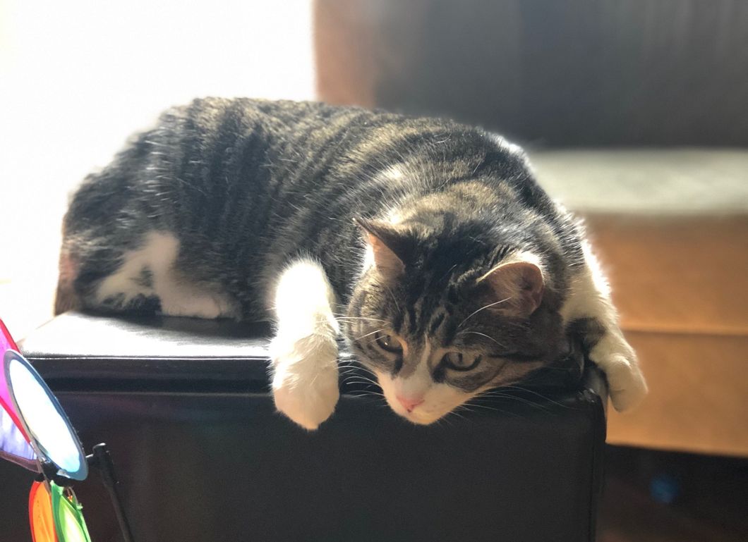 I'll Take A Discount Shelter Pet Over A Purebred ANY Day