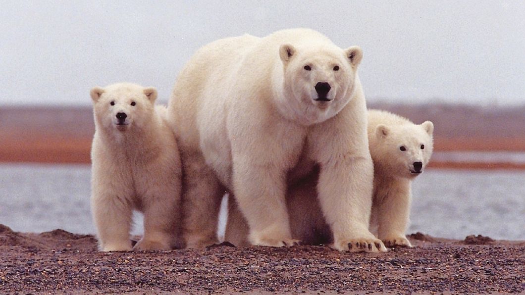 The Polar Bears Invaded, What Do We Care?