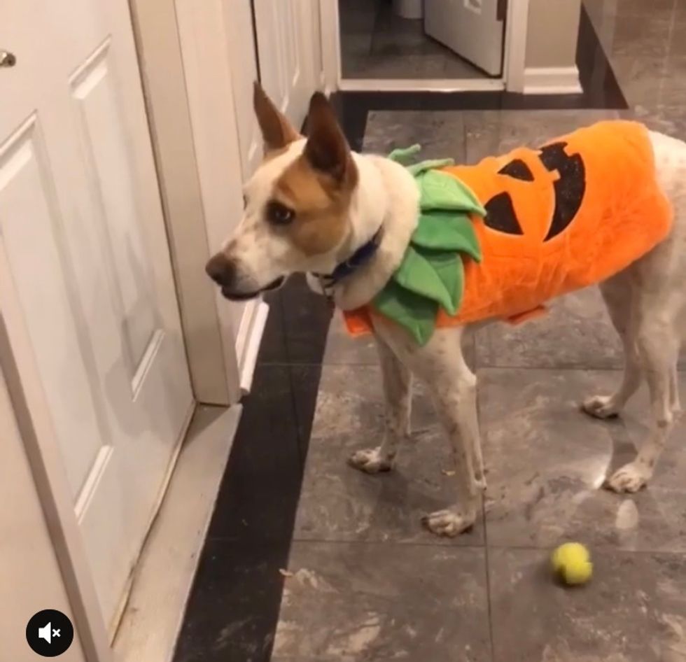 8 Reasons To Dress Up Your Large Dog