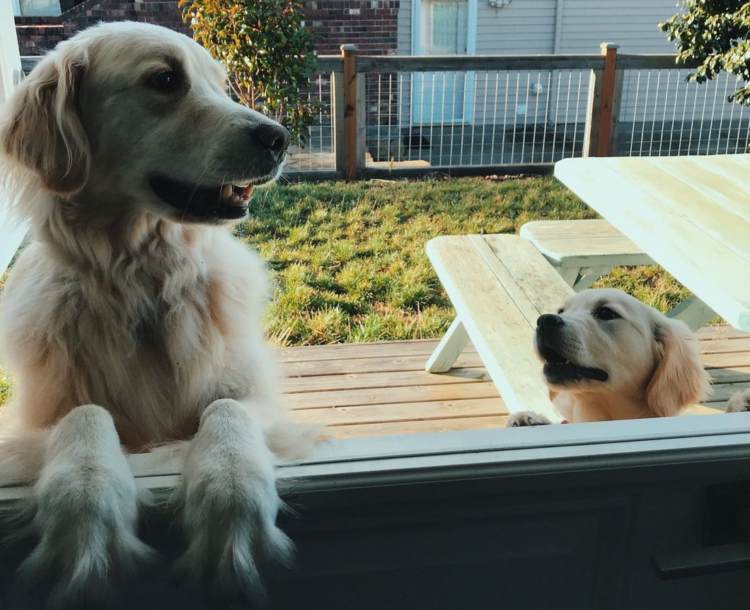 37 Things Doggos Mastered Before Hoomans