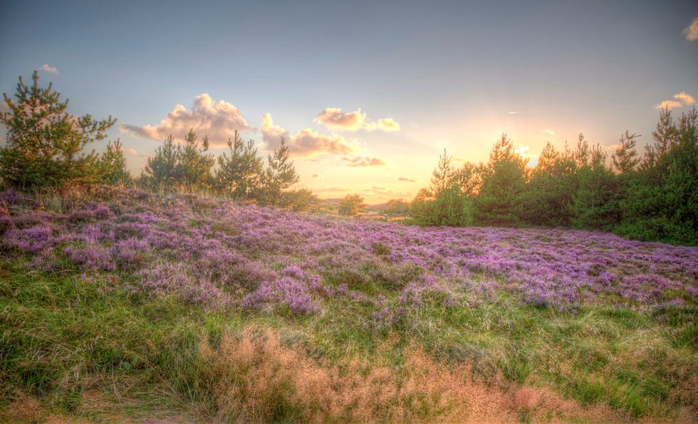 Poetry On Odyssey: Summer Fever