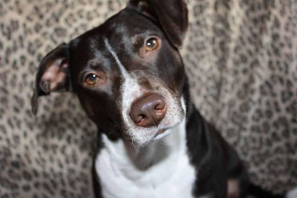 10 Things Any Girl Who Grew Up With A Pure MUTT Knows Better Than Themselves