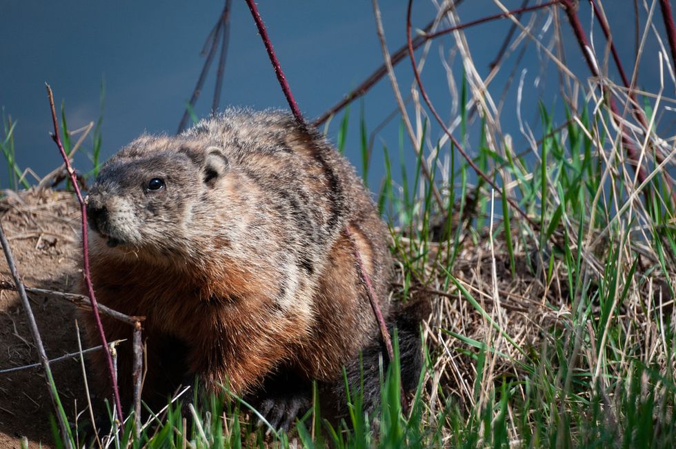 It’s Time To Throw Hands With Punxsutawney Phil And Our 'Early Spring'