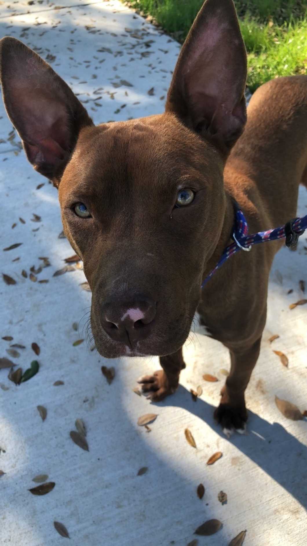 To The Person Looking For A New Fur-Ever Friend, Look To Your Local Shelters First