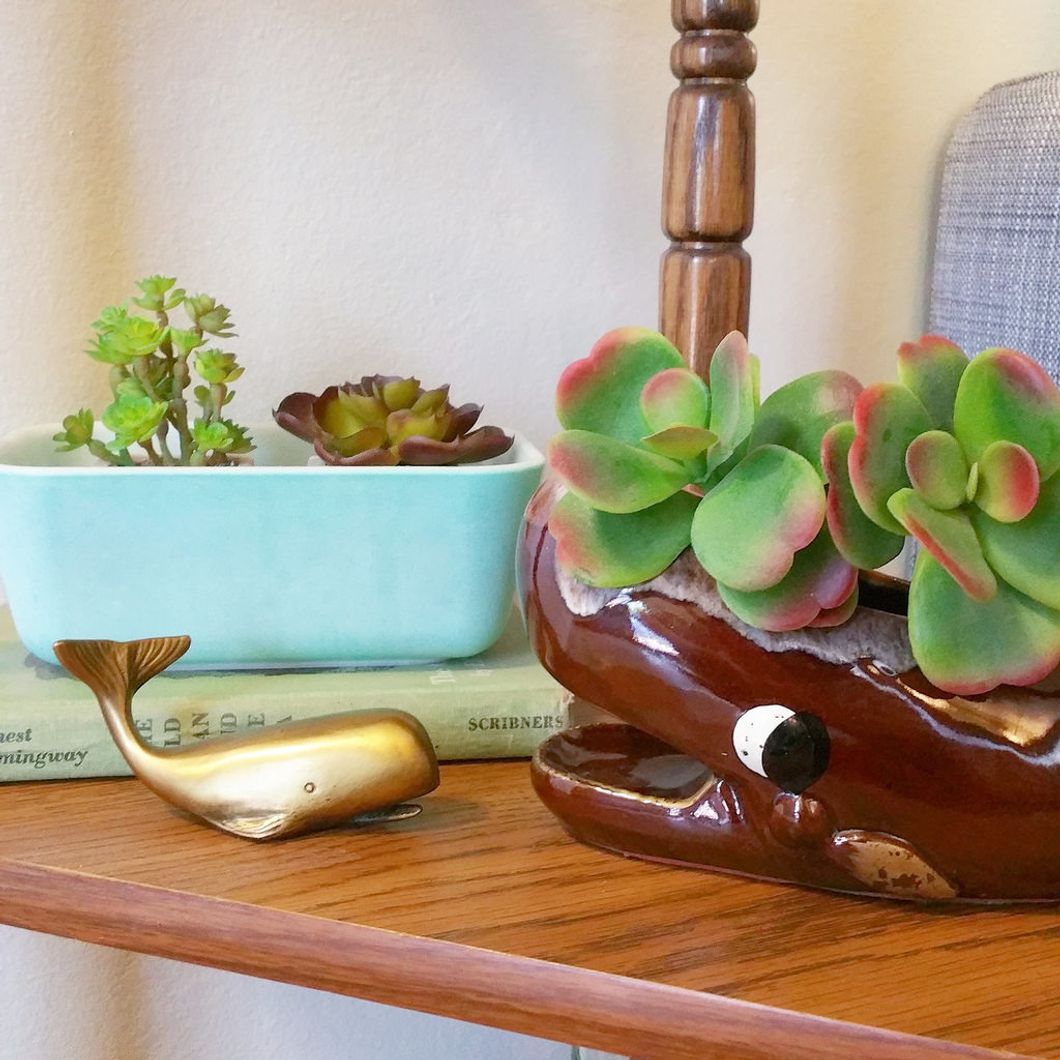 You May Want To Rethink Your Aesthetic Succulents