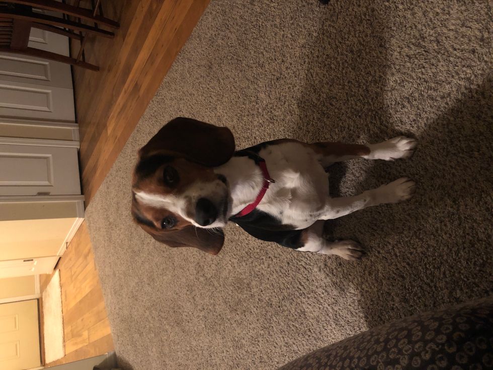 8 Reasons I Love To Be A Dog Mom