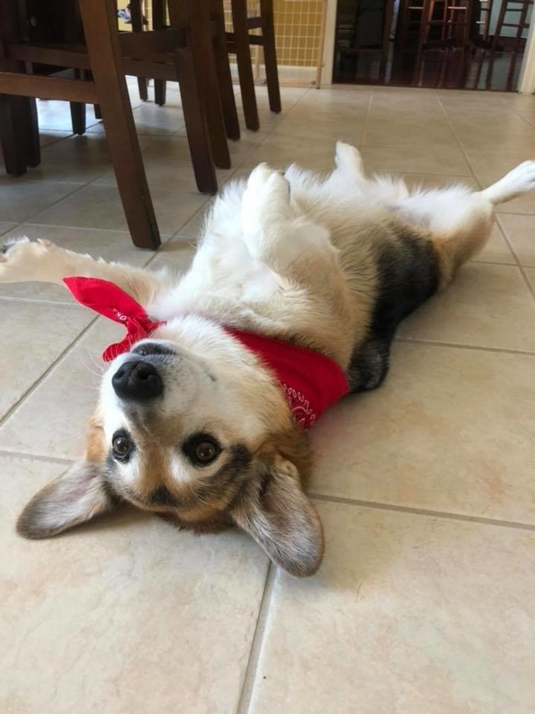 6 Reasons Why Corgis Are the Best