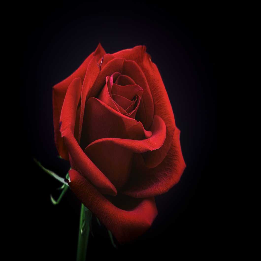 Bachelor 2019 Predictions
