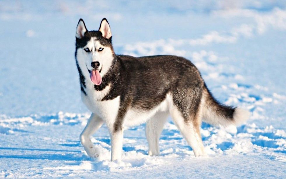 Most Inspiring Things About Siberian Huskies