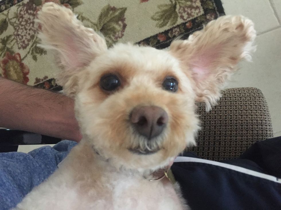 8 Reasons Poodles Are The Best Dog Breed