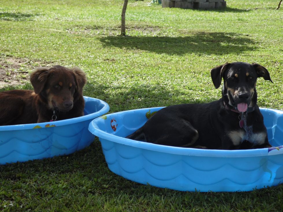 I Love Dogs And Always Will, But I Know I'll Never Own One Again