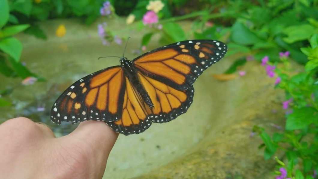 Poetry On The Odyssey: The Meaning Of Life