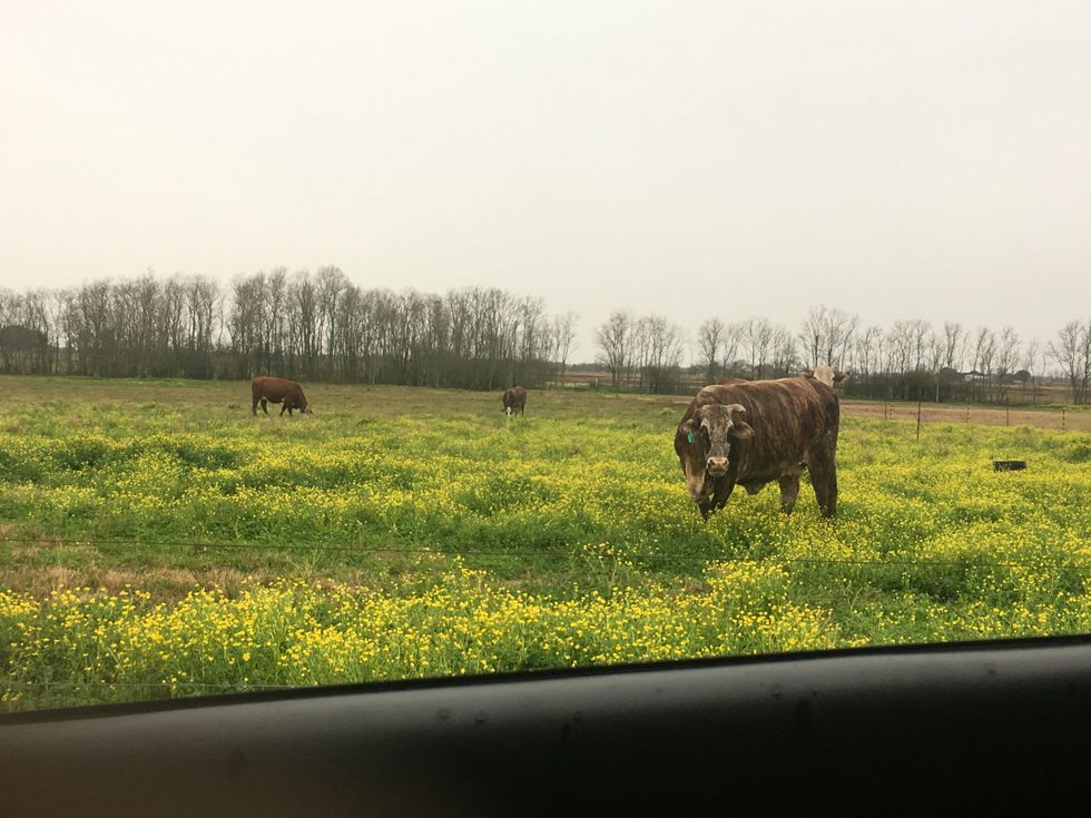 Evangeline Parish: the one Louisiana forgot